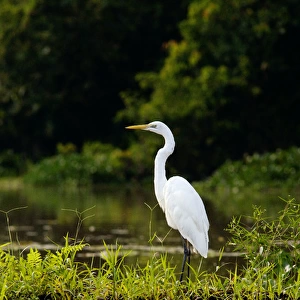 Great Egret feeds on fish in an oxbow lake in Kinabatangan