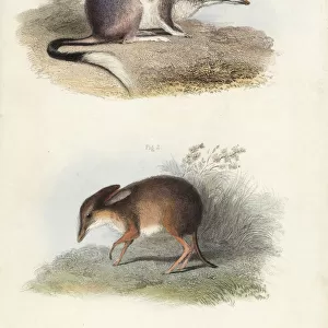 Greater bilby and pig-footed bandicoot (extinct)