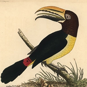 Green aracari toucan, Pteroglossus viridis