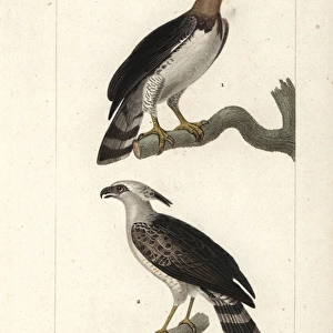 Harpy eagle, Harpia harpyja, and crested eagle