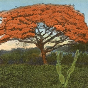 Hawaii - Delonix regia tree