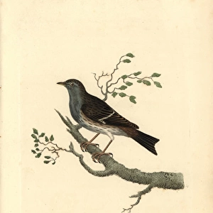 Hedge warbler or dunnock, Prunella modularis
