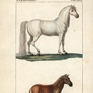 Horse, Equus ferus caballus, and extinct quagga