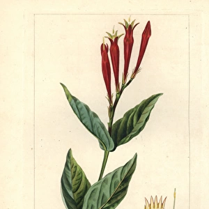 Indian pink or woodland pinkroot, Spigelia marilandica