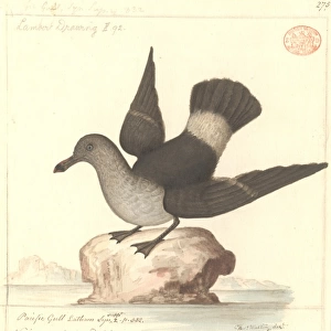 Larus pacificus, pacific gull