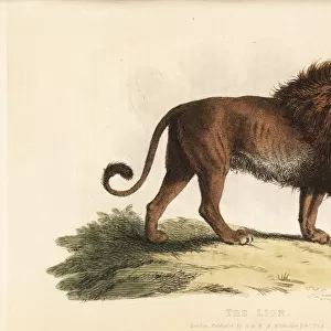 Lion, Panthera leo, male. Vulnerable