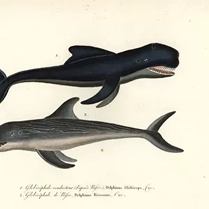 Long-finned pilot whale and Rissos dolphin