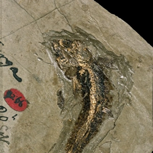 Lycoptera, bony fish fossil