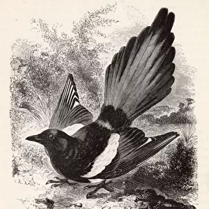 The magpie (pica rustica), a member of the crow family. Date: 1899
