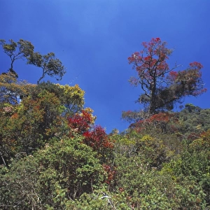Montane rainforest canopy
