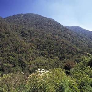 Montane rainforest canopy, Sri Lanka