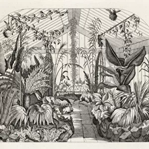 Nathaniel Wards fern greenhouse, Clapham, London, 1851