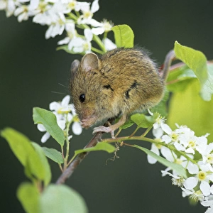 Northern birch mouse feeds on bird cherry (Prunus