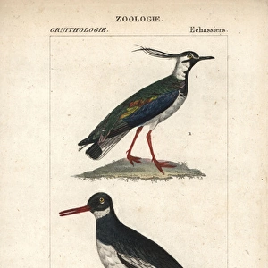 Northern lapwing, Vanellus vanellus, and Eurasian