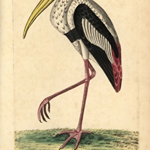 Painted stork, Mycteria leucocephala Near threatened
