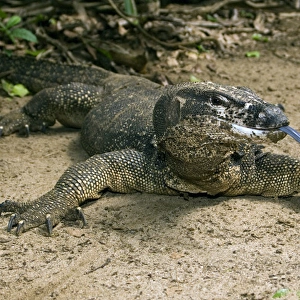 Palawan Monitor Lizard - rests on a path with its