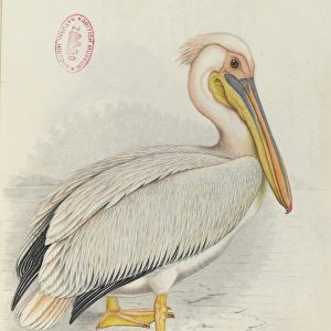 Pelecanus onocrotalus, Great white pelican