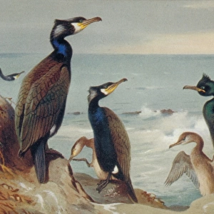 Phalacrocorax carbo, great cormorant, Phalacrocorax aristote