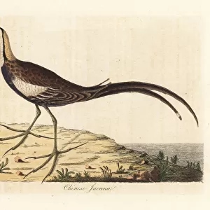 Pheasant-tailed jacana, Hydrophasianus chirurgus