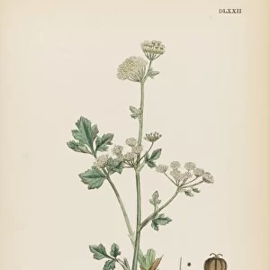 Plants / Apium Graveolens