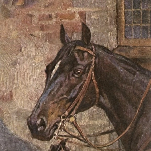 Portrait of a Horse and a dog