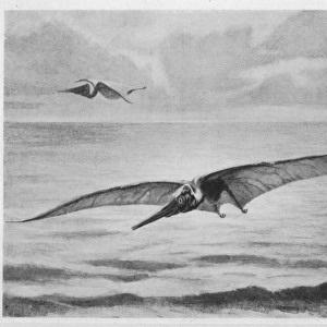 Pterodactyl / Pteranodon