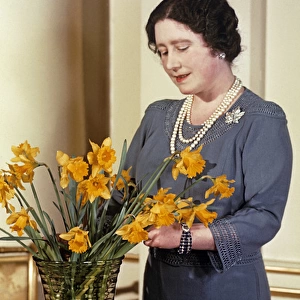 Queen Mother arranging yellow daffodils