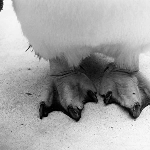 Rockhopper Penguin Feet