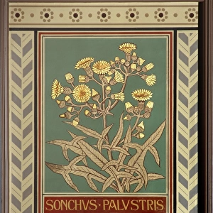 Sonchus palustris, marsh sow-thistle