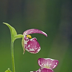 Spotted Ladys Slipper Orchid - flowering wild plants