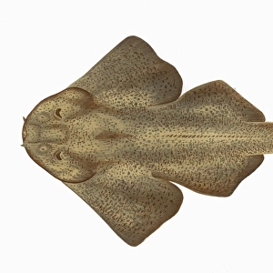 Squatina squatina, or Monkfish