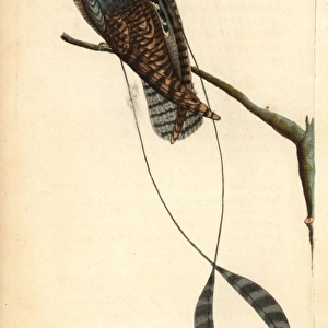 Standard-winged nightjar, Macrodipteryx longipennis