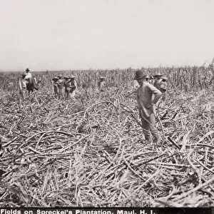 Sugar Cane Fields, workers cutting cane, Maui, Hawaii