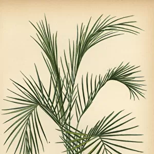 Weddells palm, Lytocaryum weddellianum