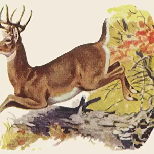 White-Tailed Deer Date: 1948