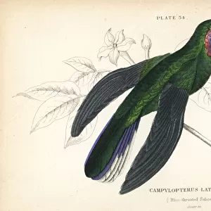 White-tailed sabrewing, Campylopterus ensipennis