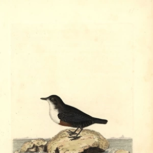 White-throated dipper or water ouzel, Cinclus cinclus