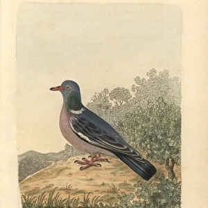 Wood pigeon, Columba palumbus