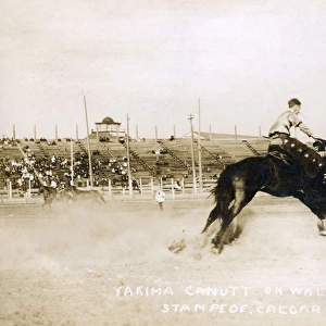 Y Canutt on Walter Rose during the Calgary Stampede