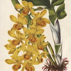 Yellow dendrobium orchid, Dendrobium chrysotoxum Lindl