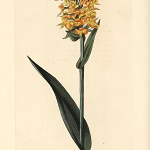 Yellow fringed orchid, Platanthera ciliaris