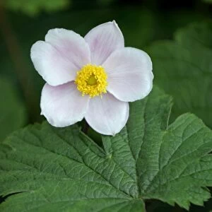 Anemone x hybrida Alba Dura - Shallow cup-shaped flowers that appear from late summer to mid autumn. Kent garden in July