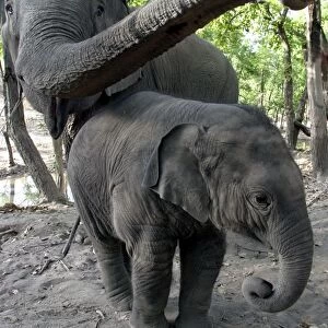 Asian / Indian Elephant - adult and young. Bandhavgarh National Park - India