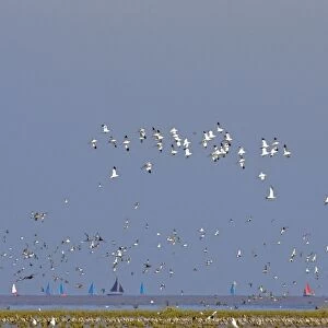 Avocet - in flight, with waders at the turn of the tide - sailing boats in background - September - Snettisham Norfolk UK