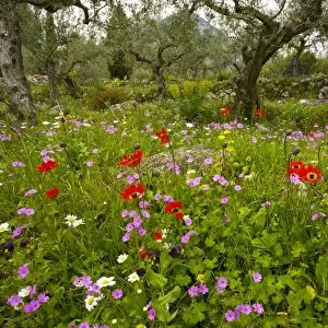 Beautiful flowery old olive groves in spring, with Peacock Anemone, cranesbill etc on the Mani Peninsula, Peloponnese, south Greece