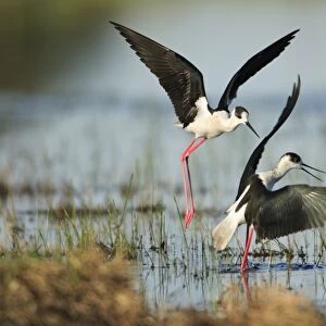 Black-winged Stilt - rival birds fighting over territory, Alentejo, Portugal