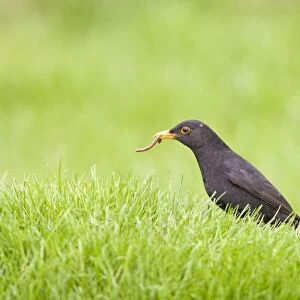 Blackbird - male on lawn with worm Bedfordshire UK 005519