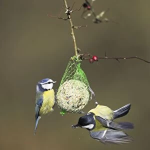 Blue Tit with Great Tit (Parus major) On fat ball feeder Cleveland, England, UK