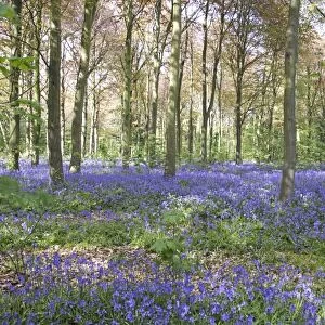 Bluebell woodland - Bedfordshire - UK 007363