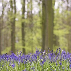 Bluebells - in Beech woodland - Dockey Wood, Herts, UK PL000181